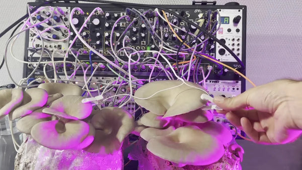 mushroom synthesizer
