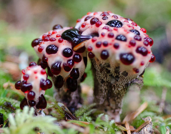 Top 10 bizarre mushrooms