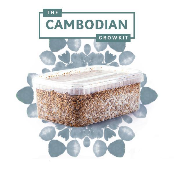 magic mushroom camnbodian grow-kit 1200cc