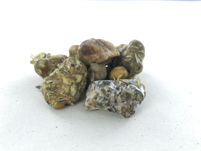 philosopher stone tampanensis magic truffles
