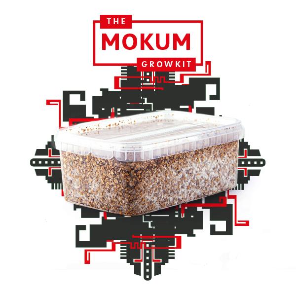 magic mushroom grow-kit b+ mokum