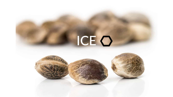 ice cannabis feminized seeds from when nature calls